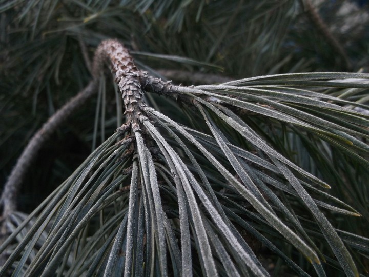 Frost