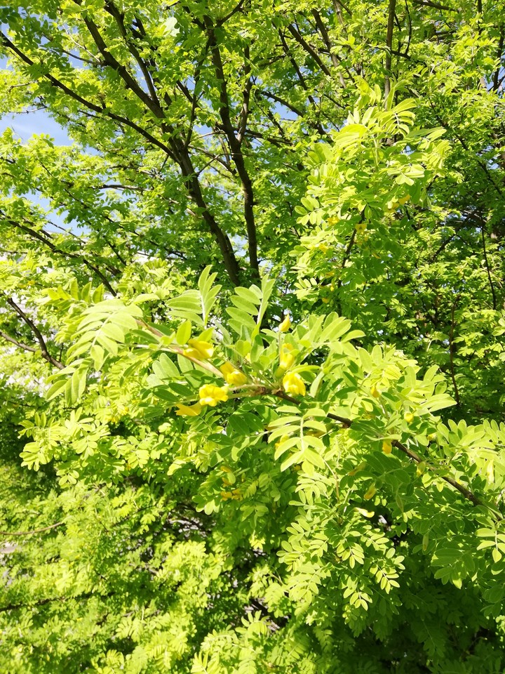 Yellow and green