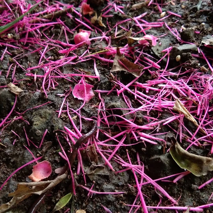 pink on earth