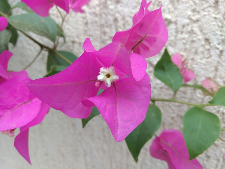 pink flower