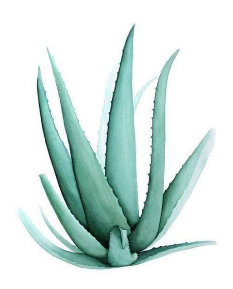 Aloe