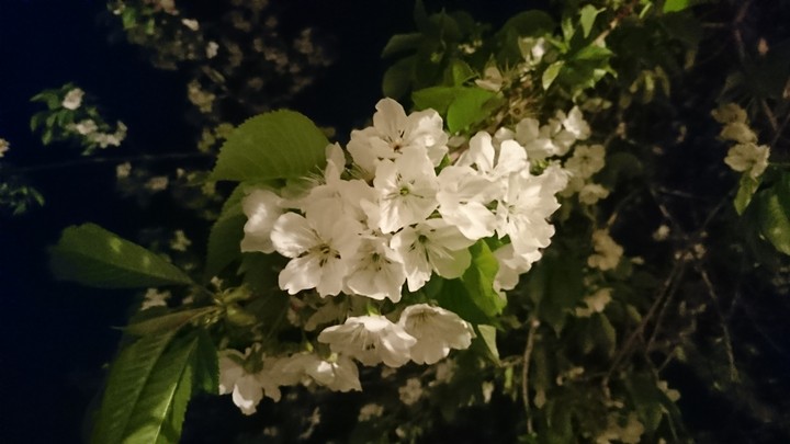 غنچه _ ۱