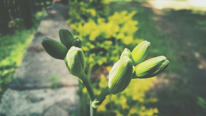 flower
