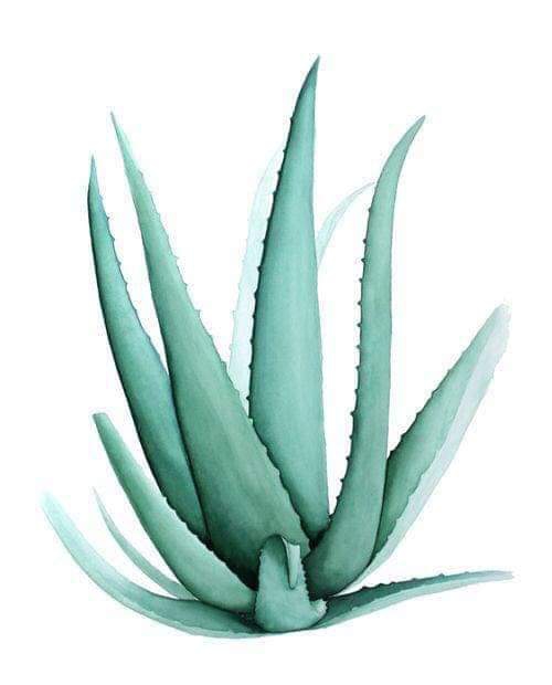 Aloe