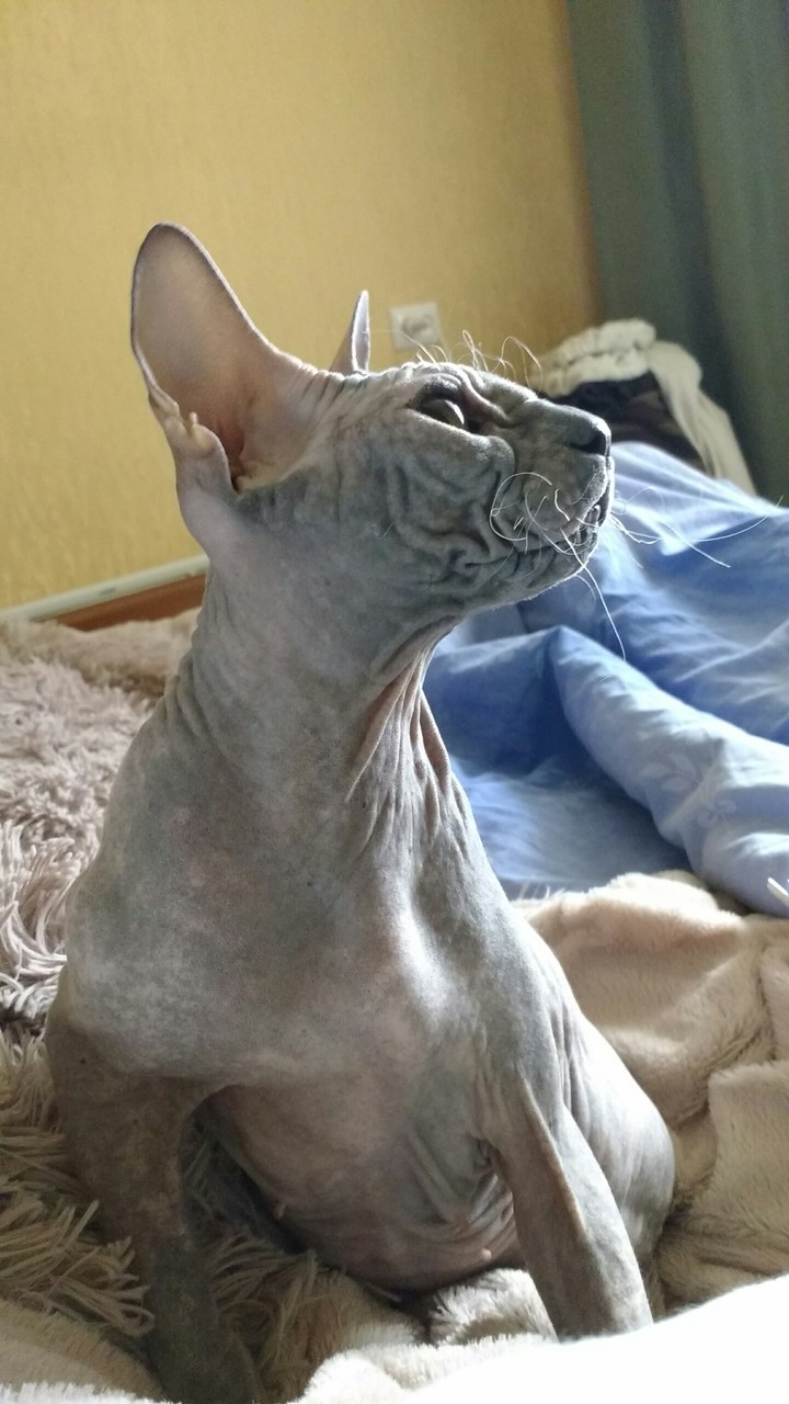 Любимица
