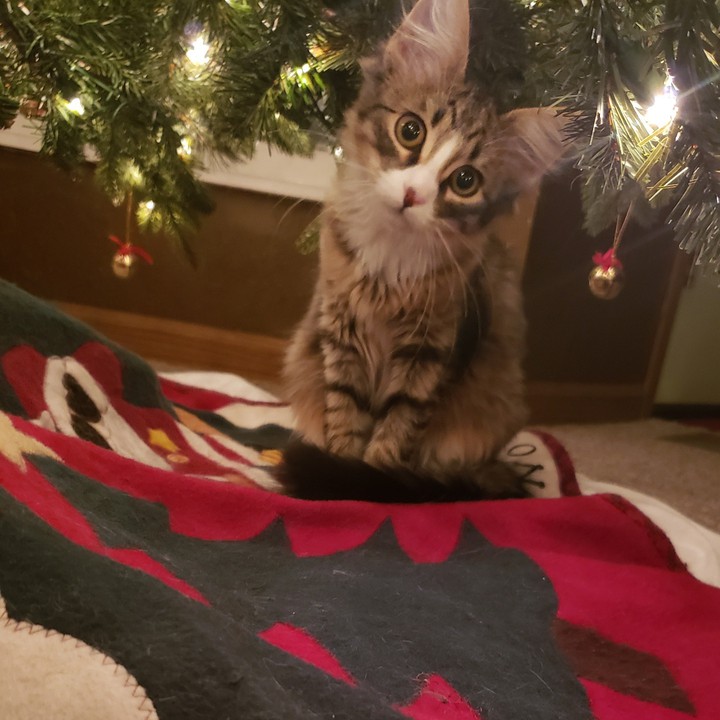 Leo's first Christmas