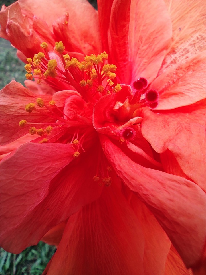 layered hibiscus zoomed 2