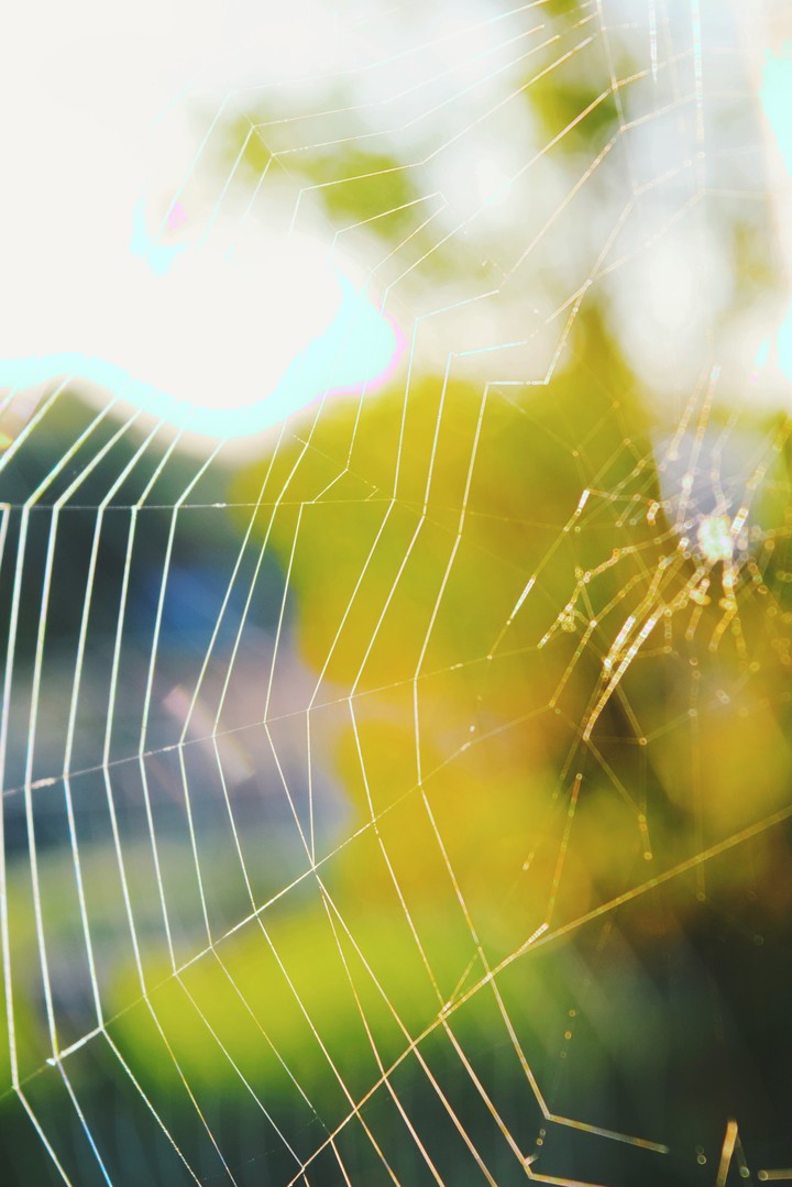 spiderweb morning.