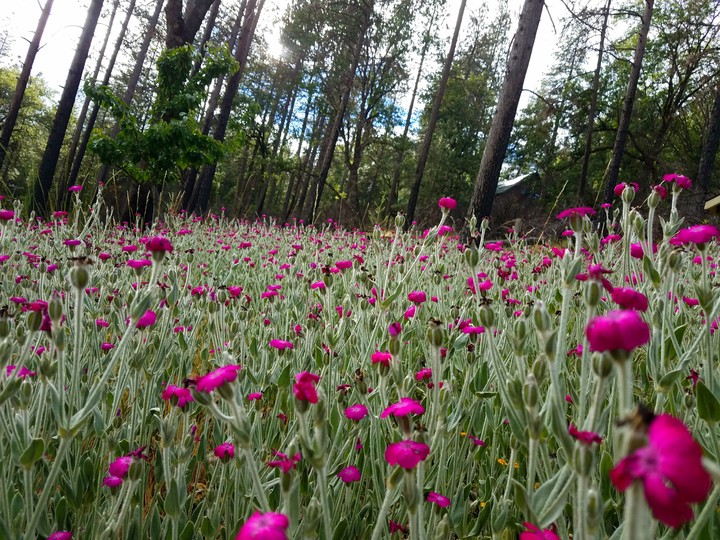 Flower feild