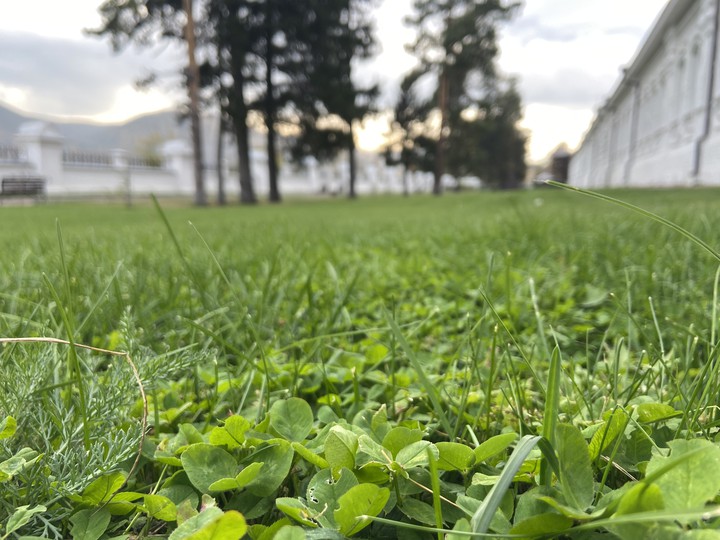 grass