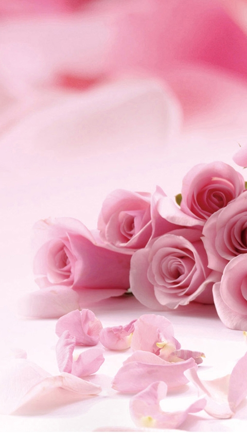 the roses