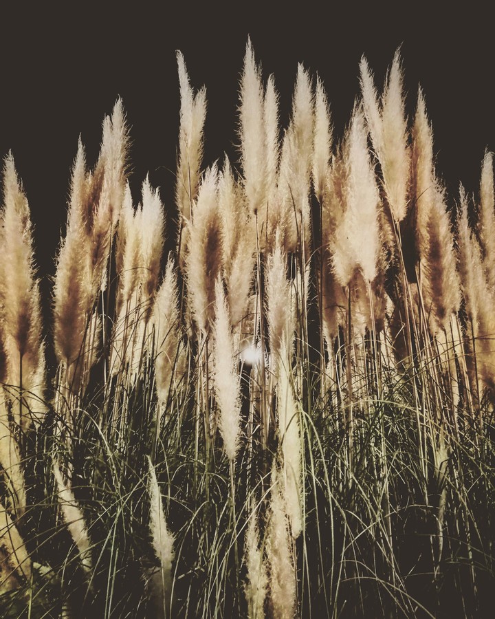 Flora