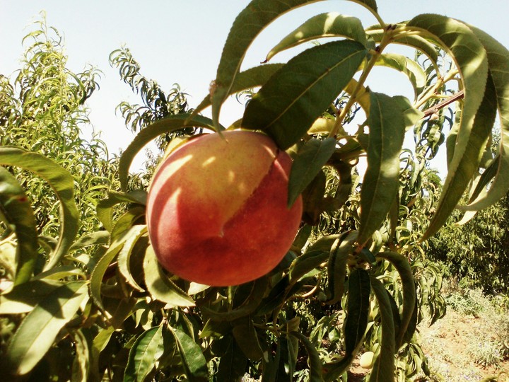 peach