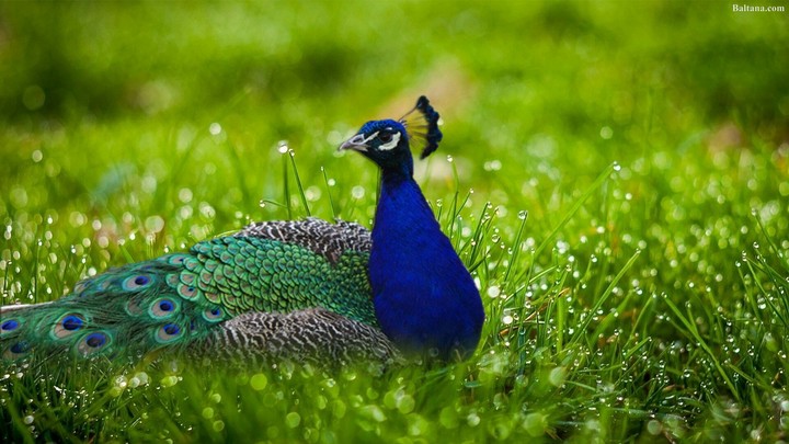 peacock