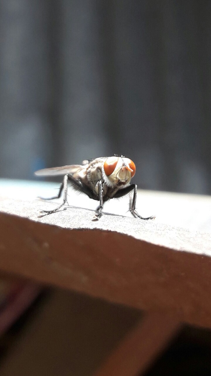 fly
