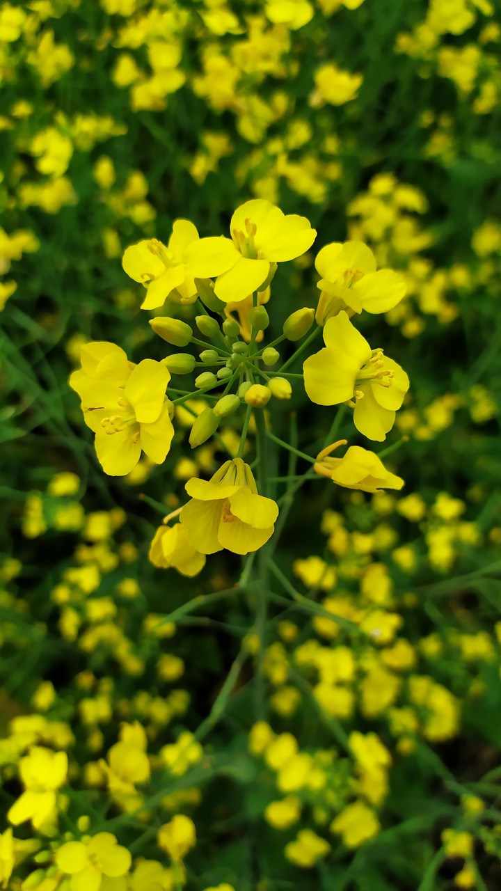 yello flower