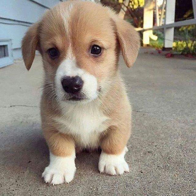 baby dog