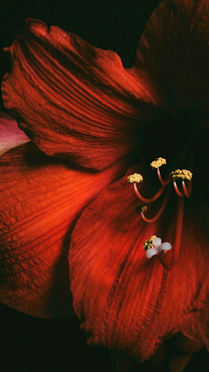 Red Flower