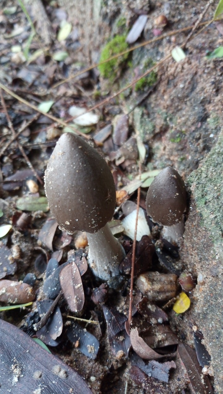 mushrooms...