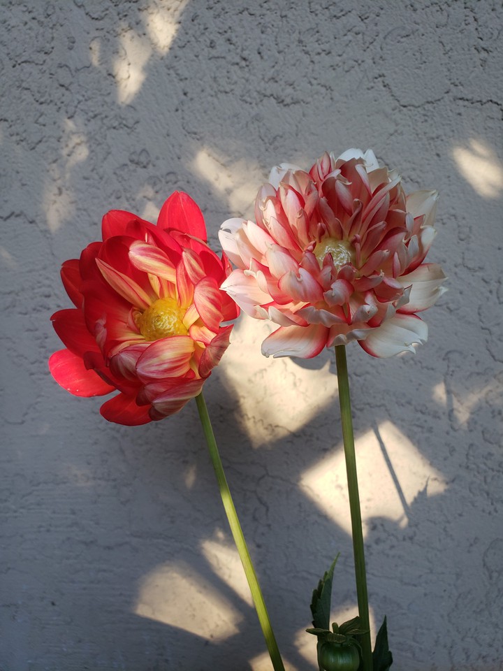 dahlias