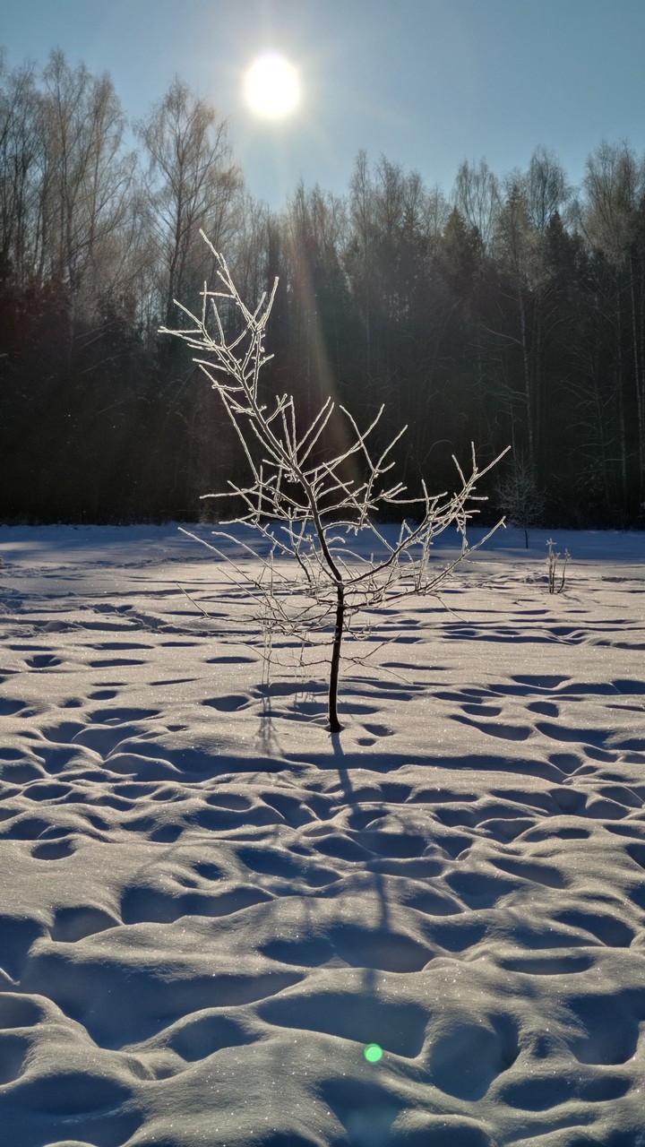 Frozen tree