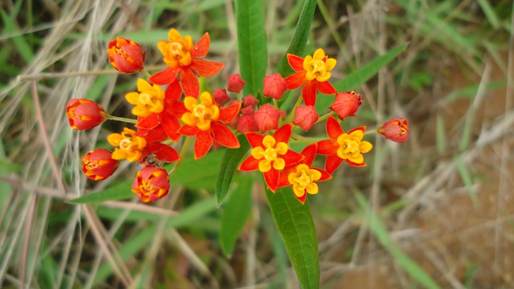 flores del campo