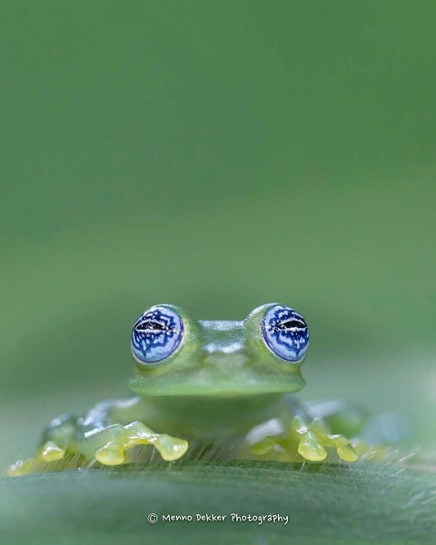 organism, amphibian wallpapers