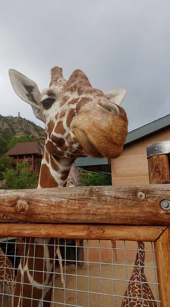 giraffe eating at the Cheyenne Mountain Zoo