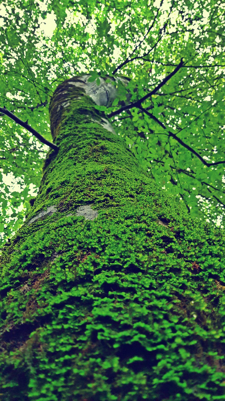 A tree