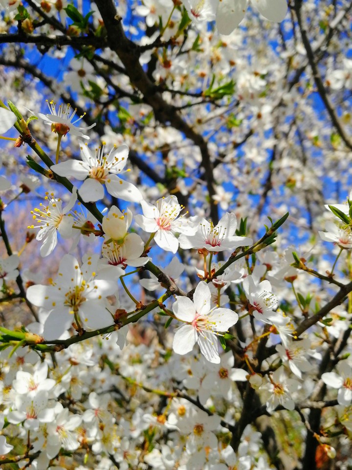 Spring flowers