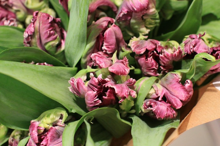 tulip