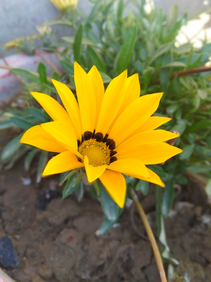 flower