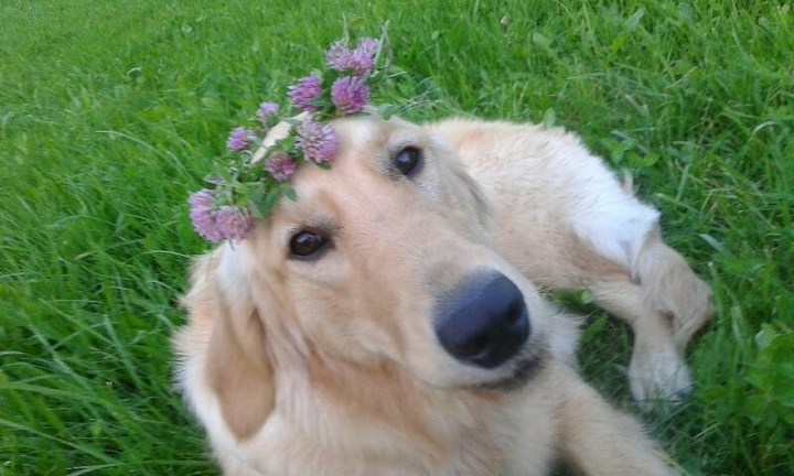 Dog