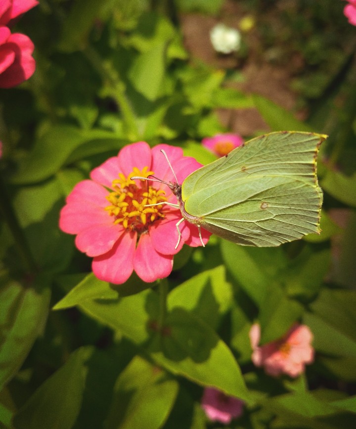 Butterfly