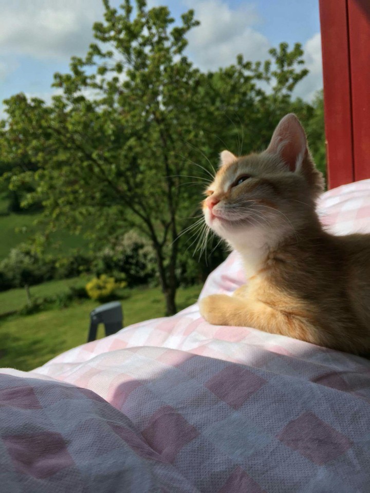 the beautiful cat