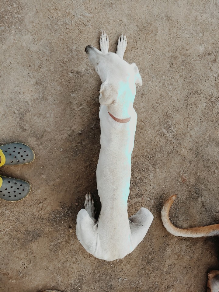 Mudhol Hound