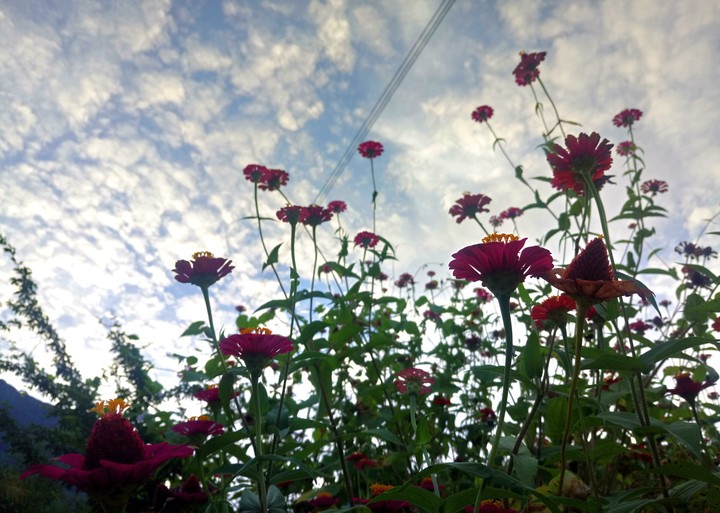 CIELO Y FLORES