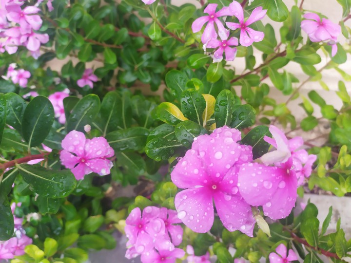 pink flower dew