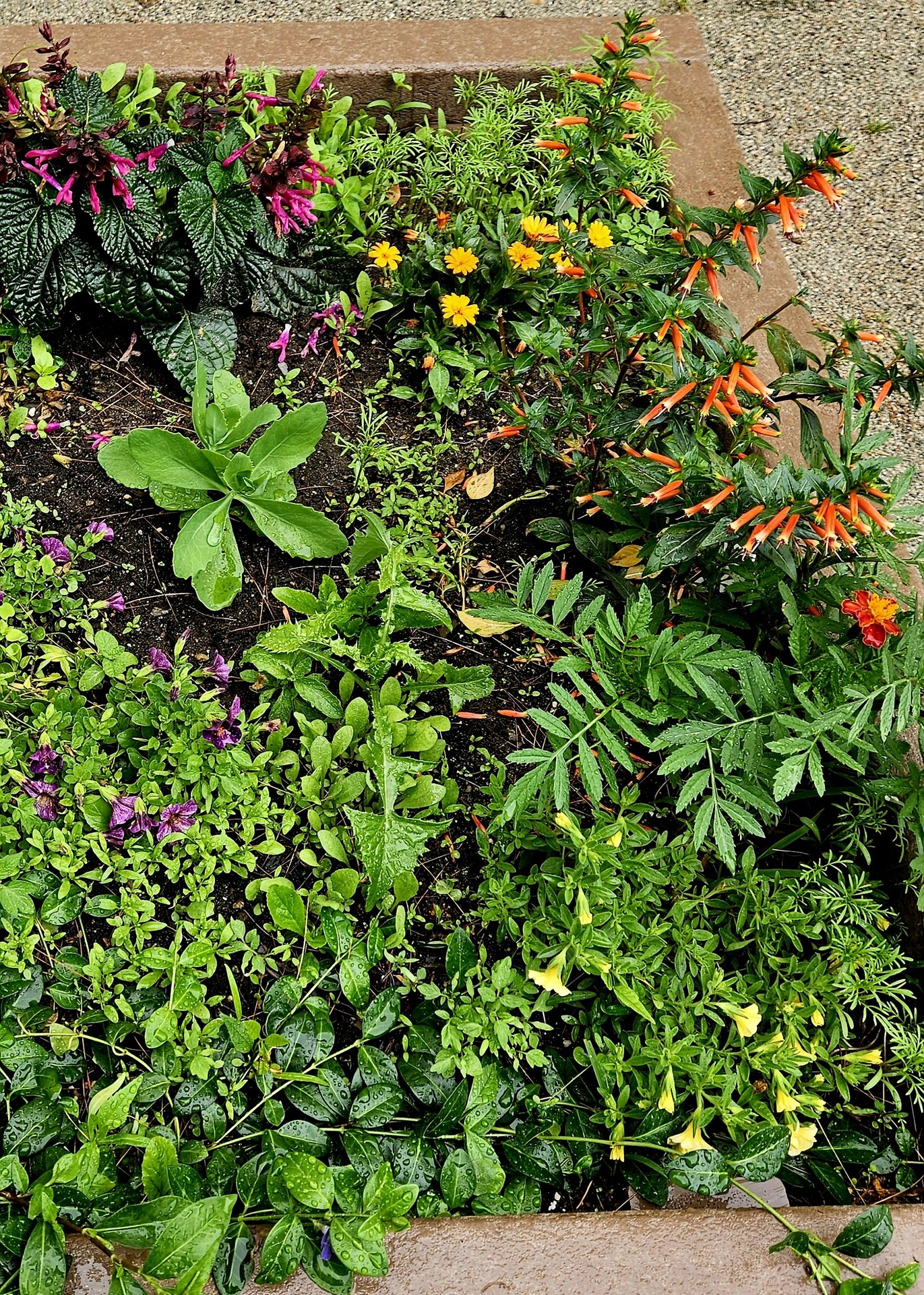 The Beginnings of My Garden