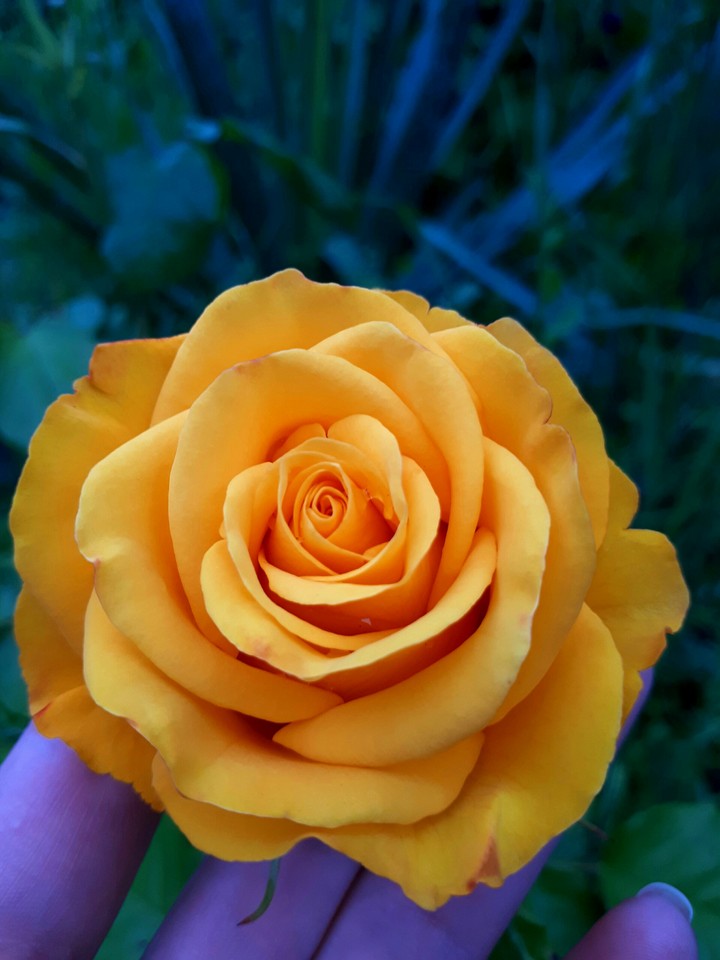 rose