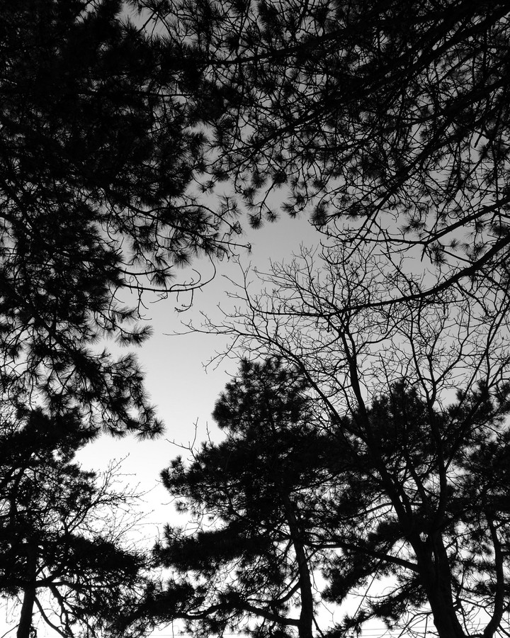 Black trees
