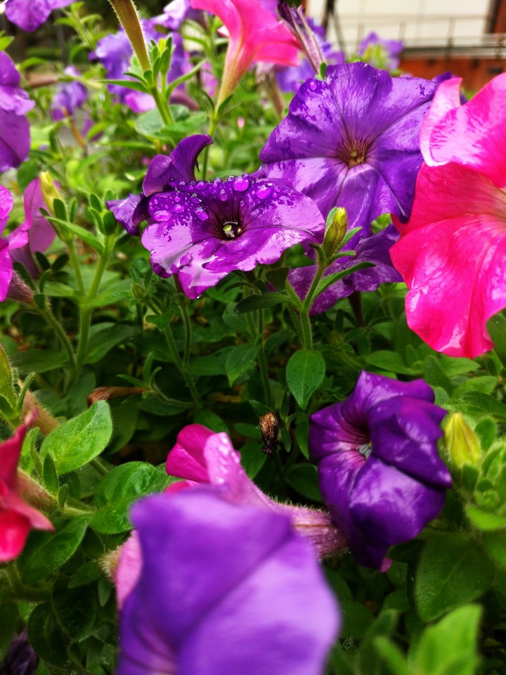Blooming beauty