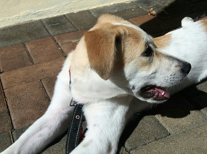 my doge