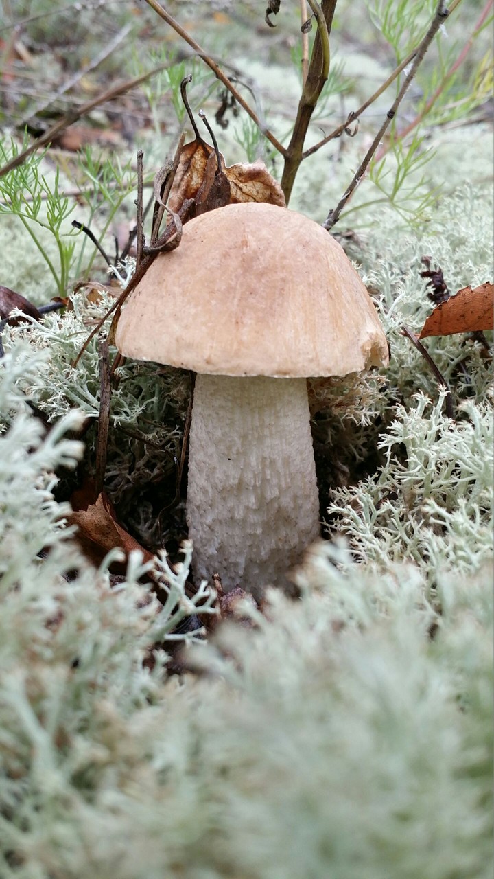 Mushroom in moss (birch boletus)