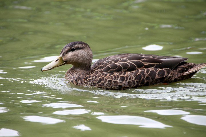 duck