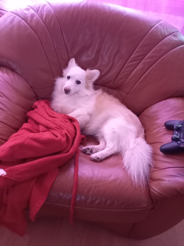 chill doggie