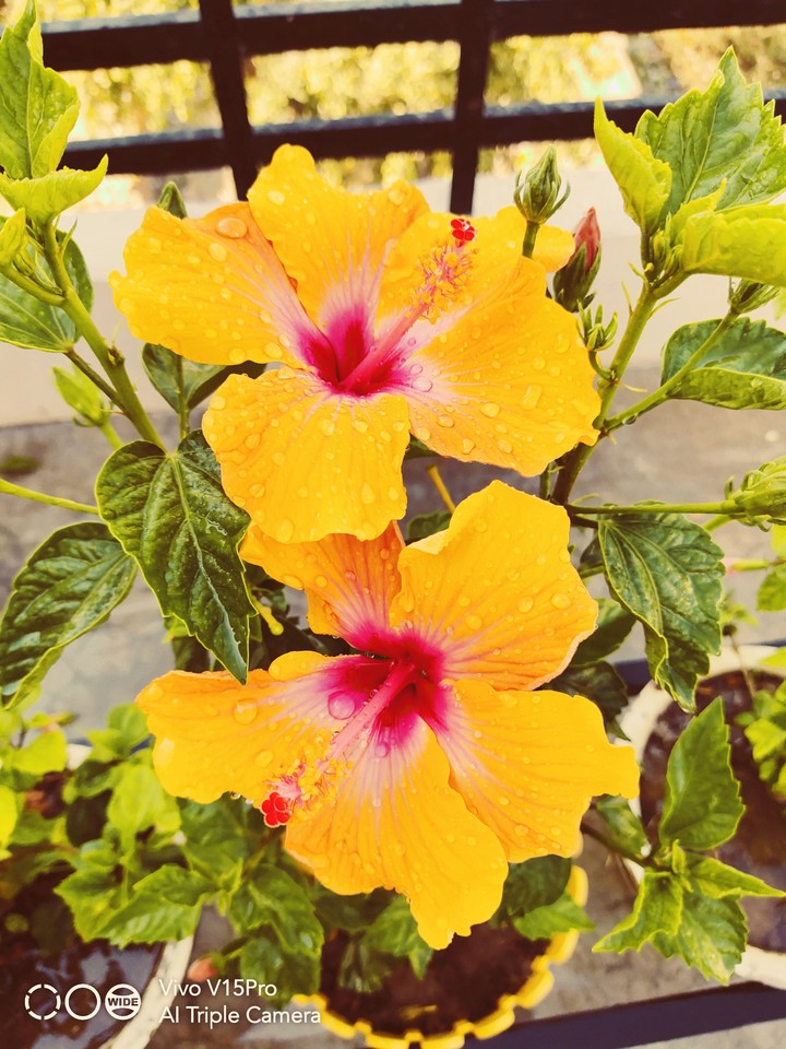 Beauty of flowers