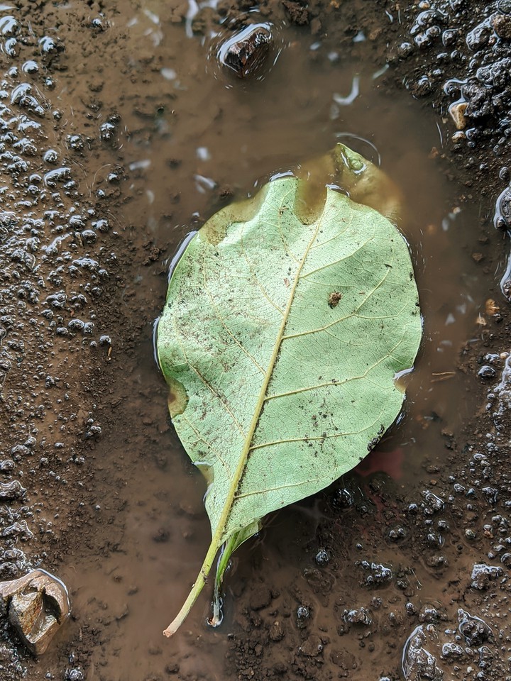 Nature