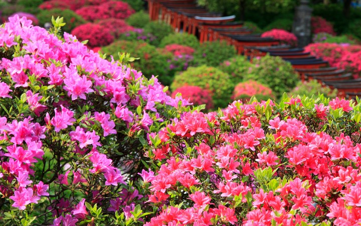 Flower garden