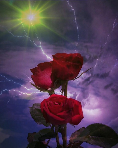 rosee